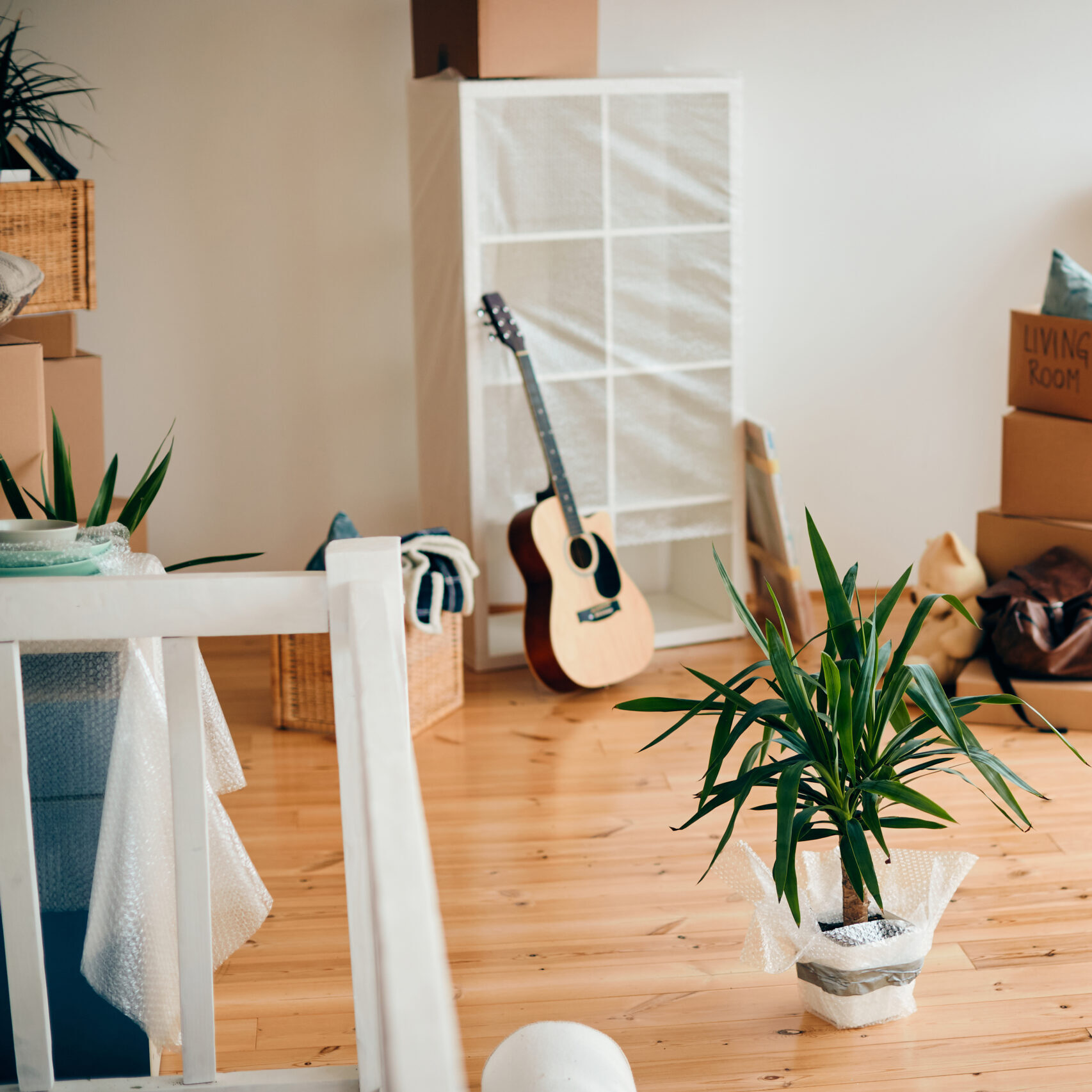 Potted plant and cardboard boxes in a new apartment.